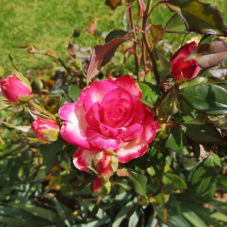 Mt Horeb Manor クラレンス エクステリア 写真